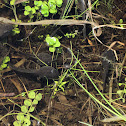 Bullfrog Tadpoles