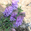 Cow vetch