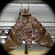 ACOSMERYX ANCEUS SUBDENTATA
