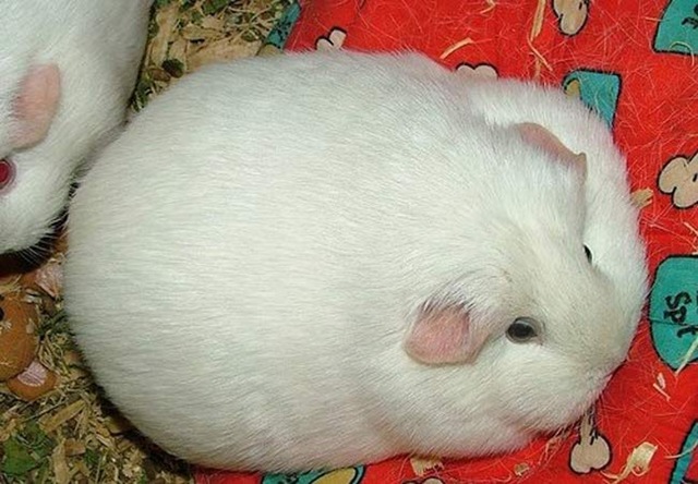 [animalobeso2[3].jpg]