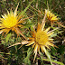Flora i Fauna