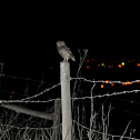 Little owl