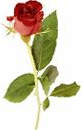 تصویر: http://lh4.ggpht.com/sashpaz/SOhME1bQazI/AAAAAAAAAgQ/h7Sty3PcdZQ/Untitled3_thumb2.gif?imgmax=800
