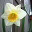 Daffodil 'Salome'