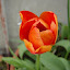 Tulip 'Beauty of Apeldoorn'