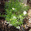 Candytuft