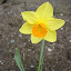 Daffodil