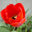 Tulip 'Oxford Elite'