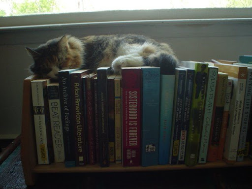 Our literary cat
