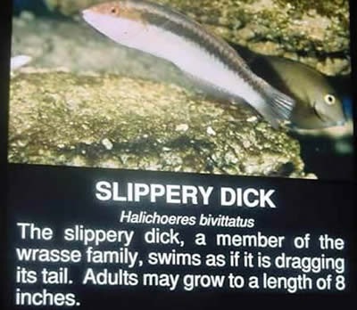 [a221_Slipperydick[2].jpg]
