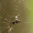 Spiny Orbweaver