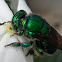 Green orchid bee