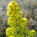 Goldenrod