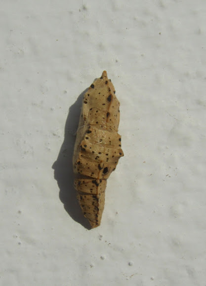 Spotting Image 1