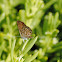 Eastern pygmy blue butterfly