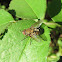 Cluster Fly