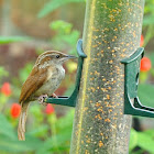 carolina wren