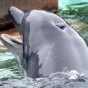 Bottle nosed Dolphin