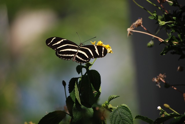 [2008 August Indy Zoo 200[2].jpg]