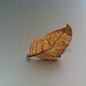 Isidora Leafwing