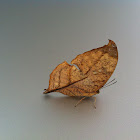 Isidora Leafwing
