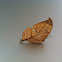 Isidora Leafwing
