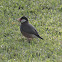 Java Sparrow