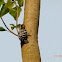 Woodpecker