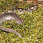 Spotted Salamander