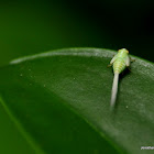 Leafhooper nymph