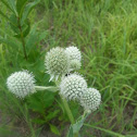 Rattlesnake Master