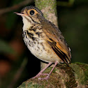 Alta Floresta Antpitta