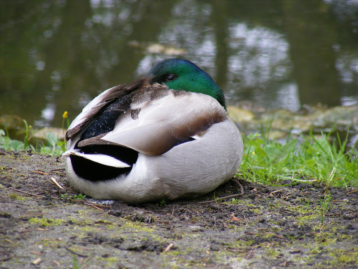 dscf0008.jpg