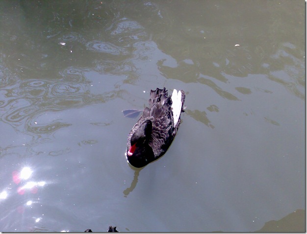 Image108