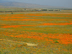 Poppy reserve