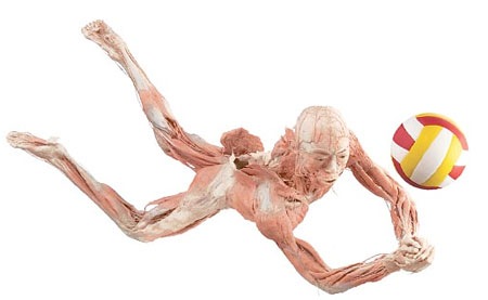 [bodies-the-exhibition-i[5].jpg]