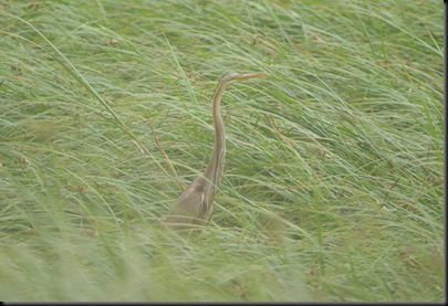 Ardea purpurea