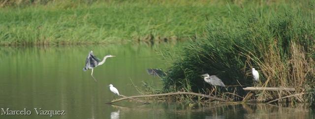 [garzas[11].jpg]