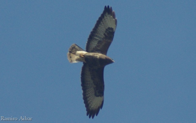 [buteo buteo[14].jpg]