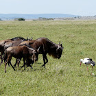 White stork & blue wildebeest