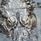 American Alligator