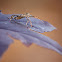 Leaf-footed Bug