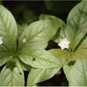 Starflower