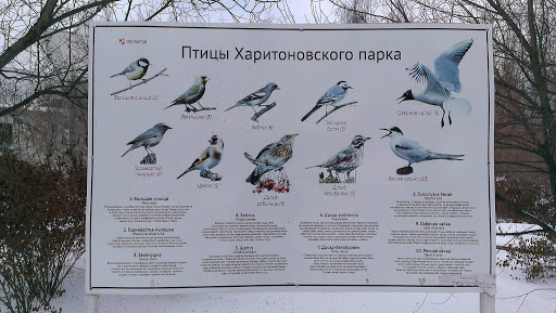 Птицы Харитоновского парка