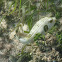 Striped puffer