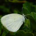 Cabbage white butterfly