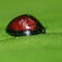 Tortoise beetle