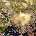Sponge
