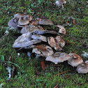 Agaricus