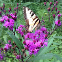 Ironweed